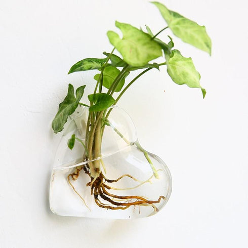 Bubbly™ Hydroponic Vases